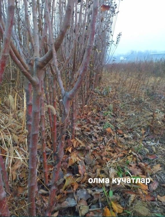 Мевали дарахтлар кучатлари — 16