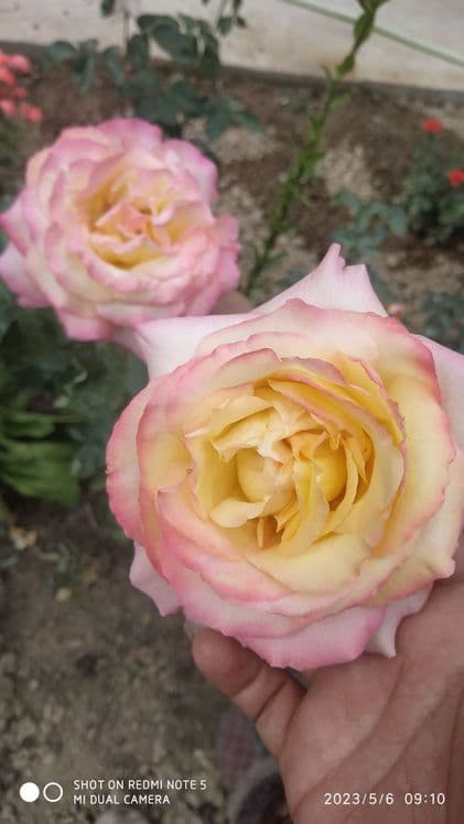 Роза, атиргул кучати — 3
