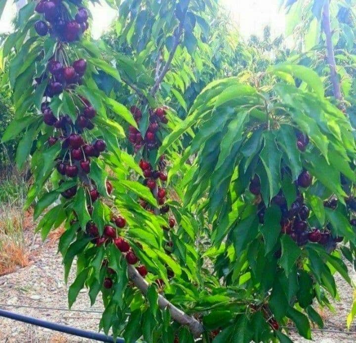 Мевали дарахтлар кучатлари — 9