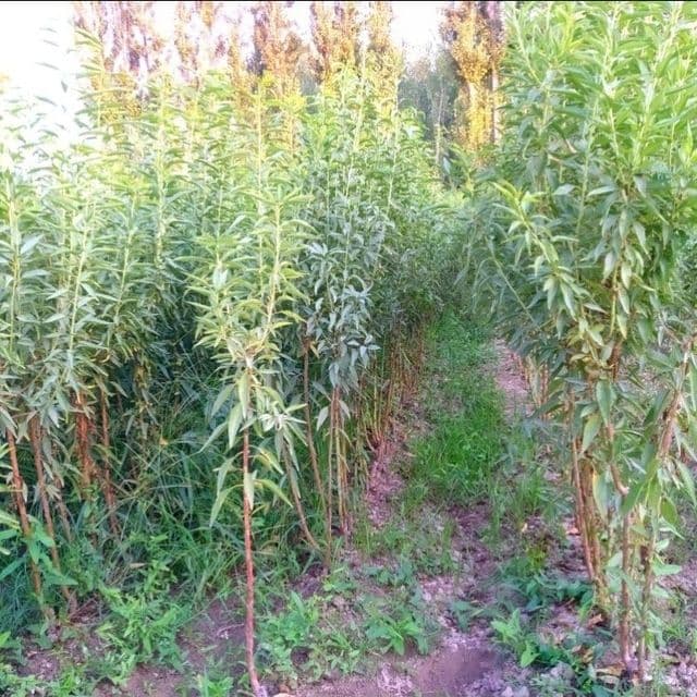 Мевали дарахтлар кучатлари — 15