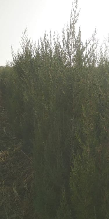 Арча ва Арча кучатлари сотилади оптом — 3