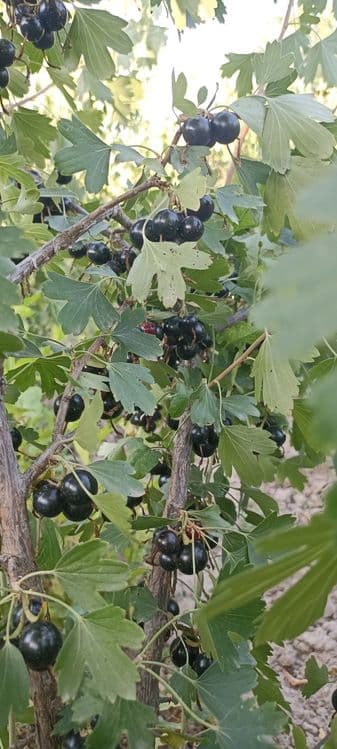 Смородина сотилади — 7