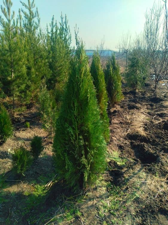 Арчалар олами. 10 хил Арчалар бор — 5