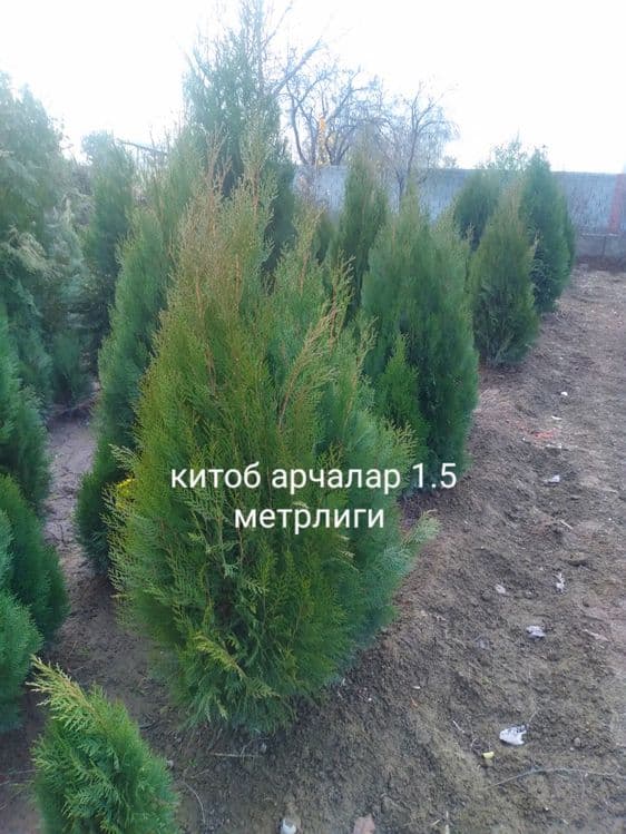 Арча 4 хил. Ва декаративний кучатлар — 5