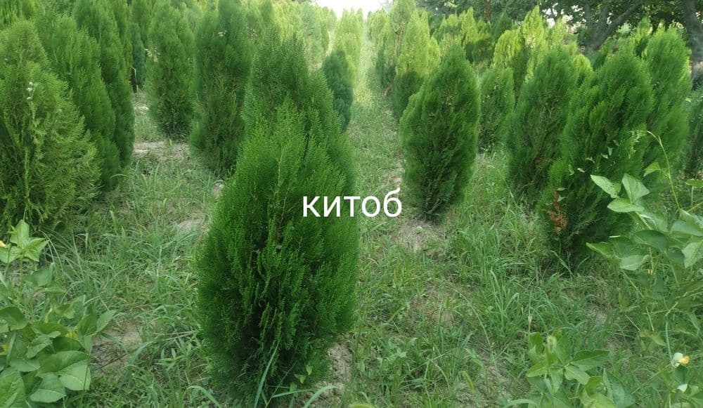 Арча 4 хил. Ва декаративний кучатлар — 6