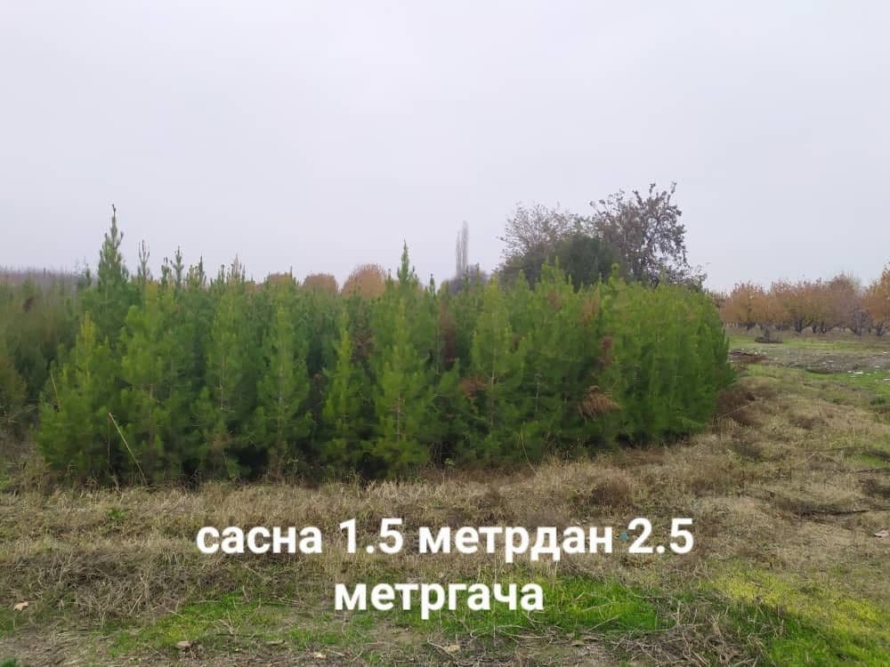 Арча 4 хил. Ва декаративний кучатлар — 8