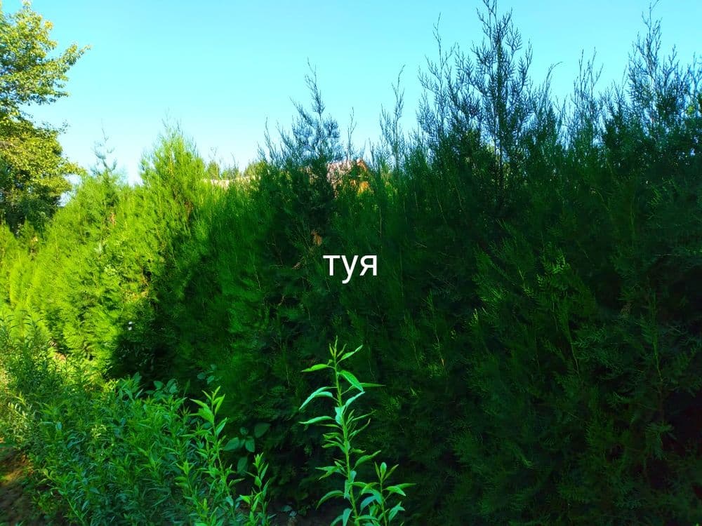 Арча. Сасна туя книжный можовелник — 7