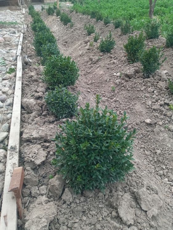Shamshod mayda kochatlar — 3