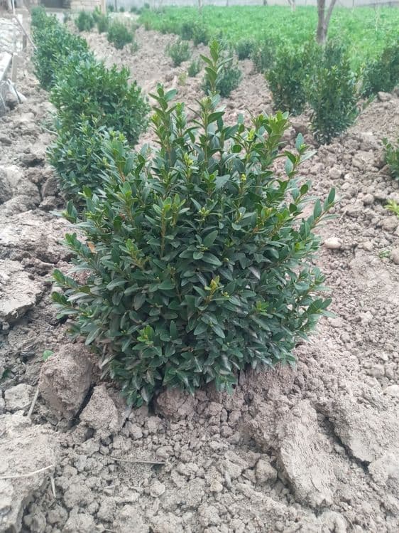 Shamshod mayda kochatlar — 4