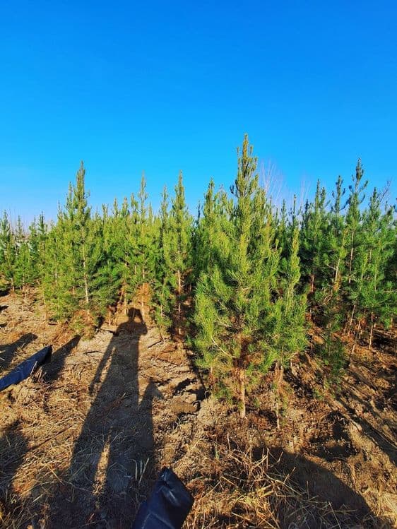Сасна элдарский ва бошка турдаги арчалар. — 4
