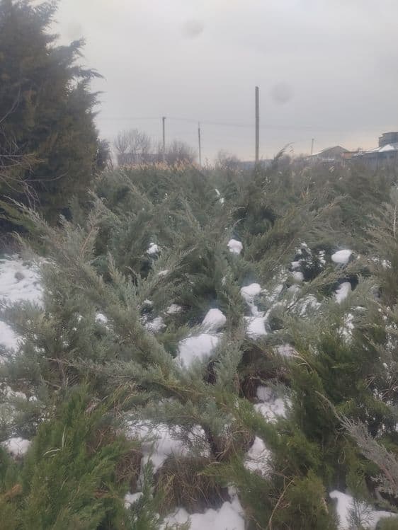 Archa koʻchatlar xar xil manzarali dekrativni koʻchatlarimiz bor — 12