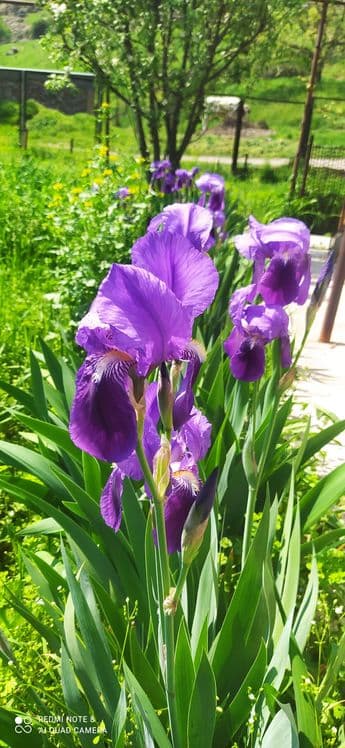 Продаю садовые Ирисы — 6