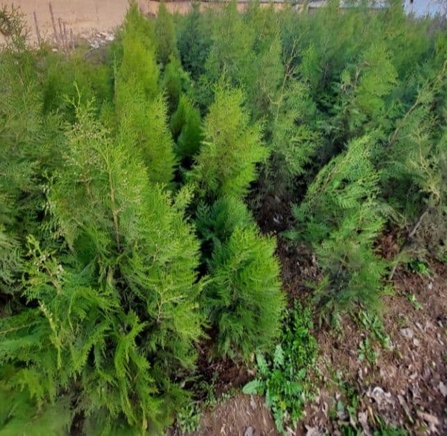 Арча кучатлари бор  узбекистон буйлаб етказб берилади. — 6