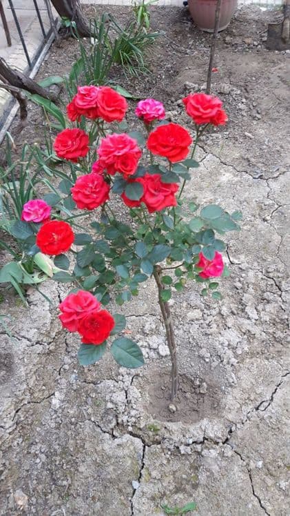 Shtampoviy  atirgul ko'chati sotiladi — 5