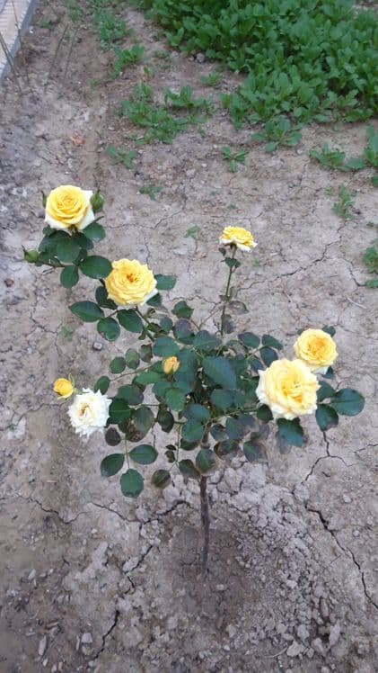 Shtampoviy  atirgul ko'chati sotiladi — 6