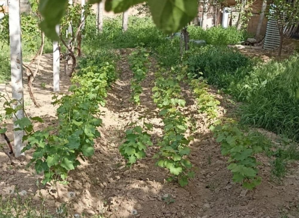 Узум ва ёнғоқ кўчатлари сотилади — 2