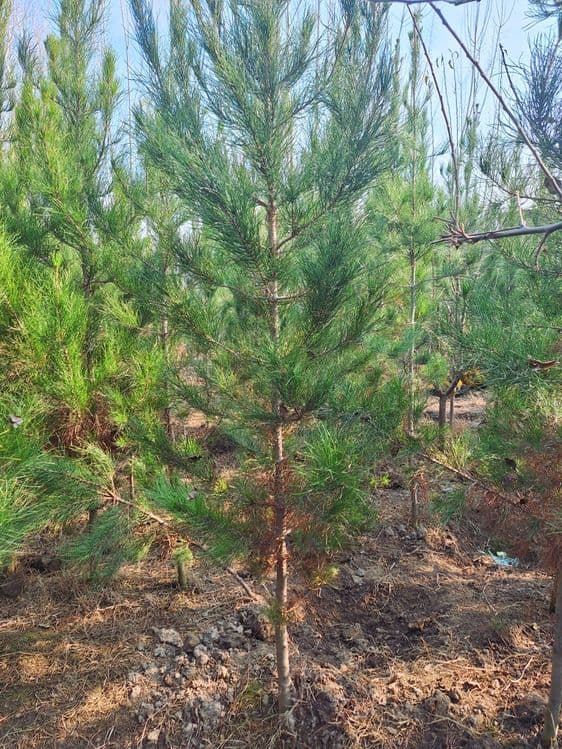 Арчалар бор узбекистон бойлаб доставка кберилади. — 11