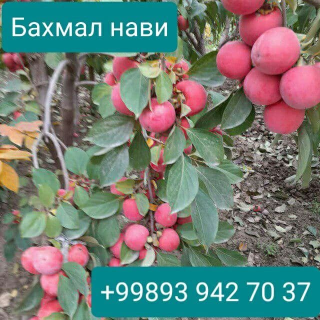 Mevali ko'chatlar oliy navli — 1