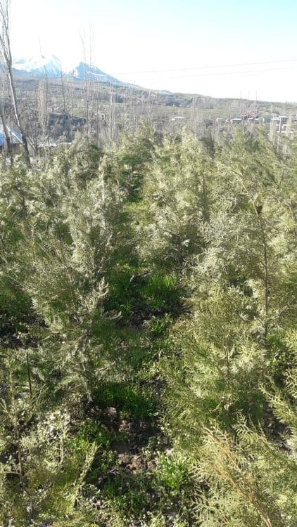 Archa (Biota) ko'chatlari sotiladi — 5