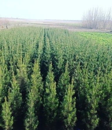 Хилма хил, Арча кучатлари бор  арзон нархларда — 1