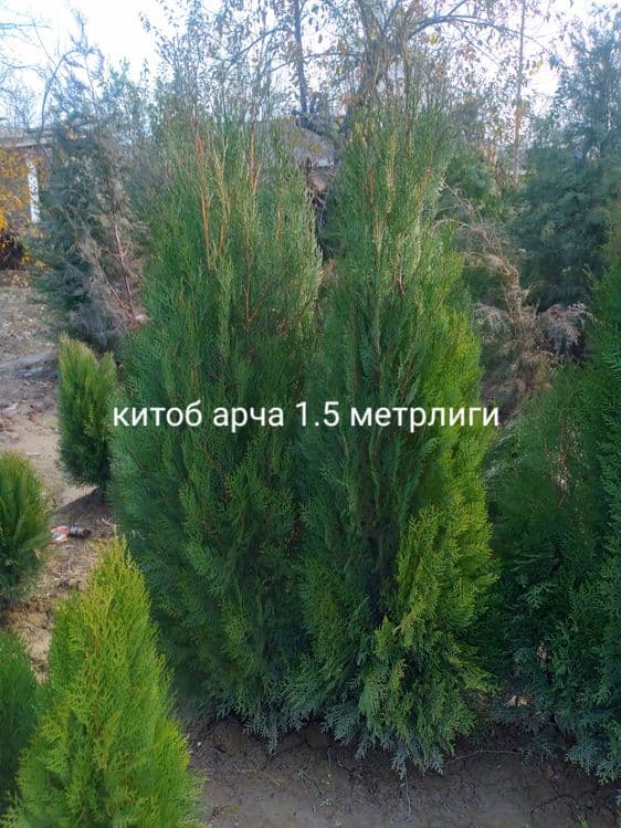 Арчалар. Сасна, Китоб. Туя можовелник сасна — 3