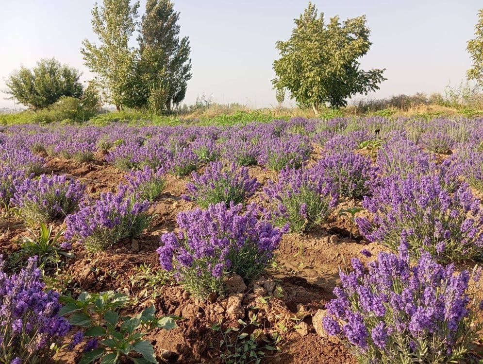 Lavanda razmarin  gullari cheklanmagan miqdorda sotiladi dona optom — 10