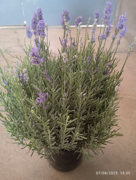 Lavanda razmarin  gullari cheklanmagan miqdorda sotiladi dona optom — 11