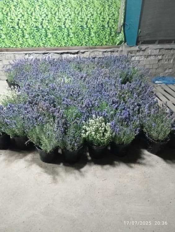 Lavanda razmarin  gullari cheklanmagan miqdorda sotiladi dona optom — 13