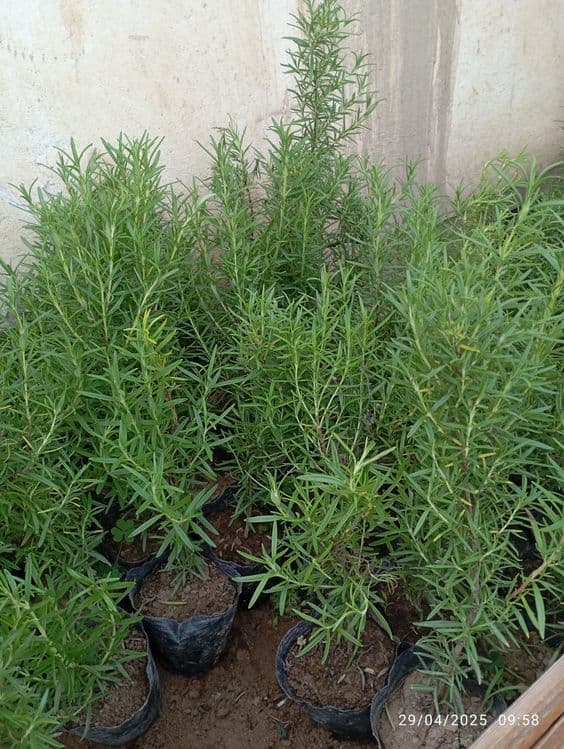 Lavanda razmarin  gullari cheklanmagan miqdorda sotiladi dona optom — 14