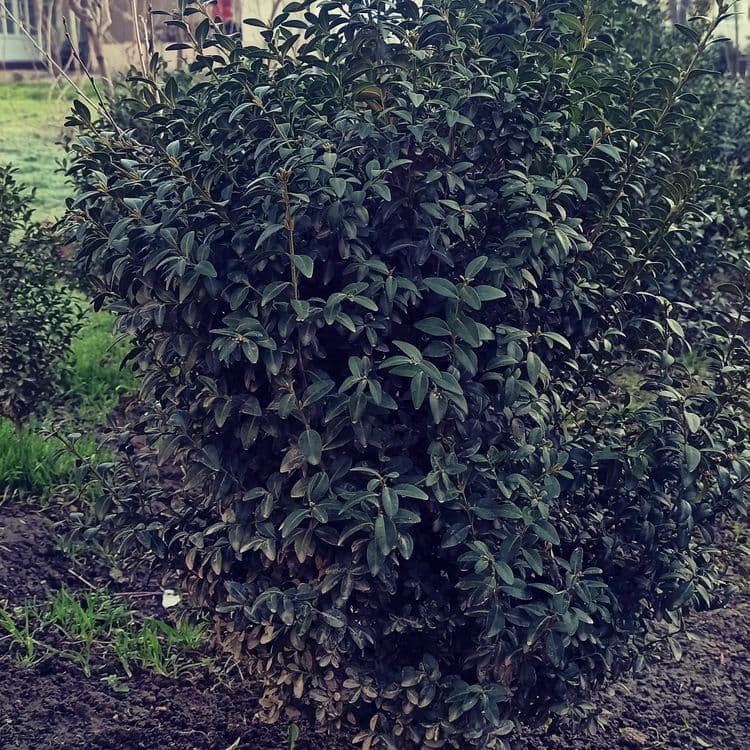 Шамшод кочати бор bo'yi 20 cm dan boshlanadi Shamshod ko'chati bor . — 11