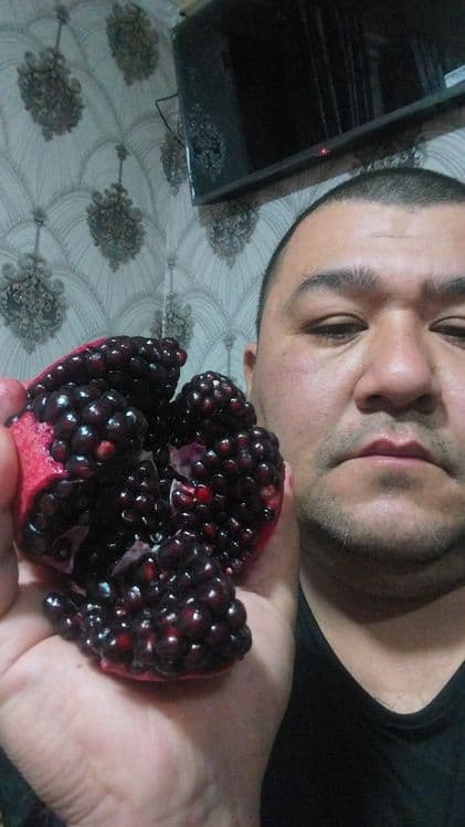 Катта дарат мевали кучатлар 3/8 ёшгача ишонарли сортлар сотувда — 5