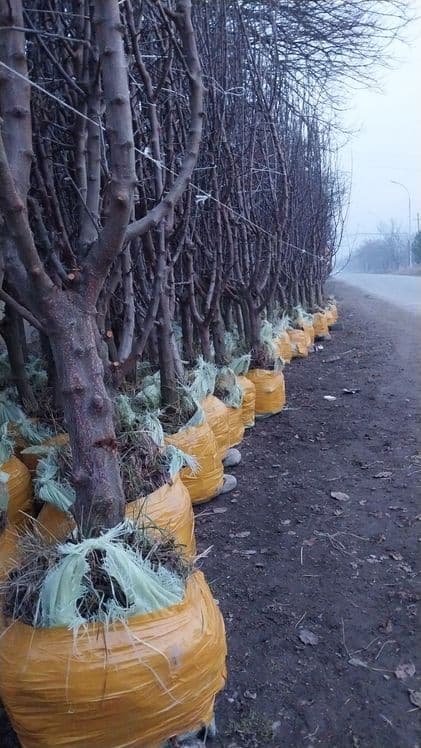 Катта дарат мевали кучатлар 3/8 ёшгача ишонарли сортлар сотувда — 8