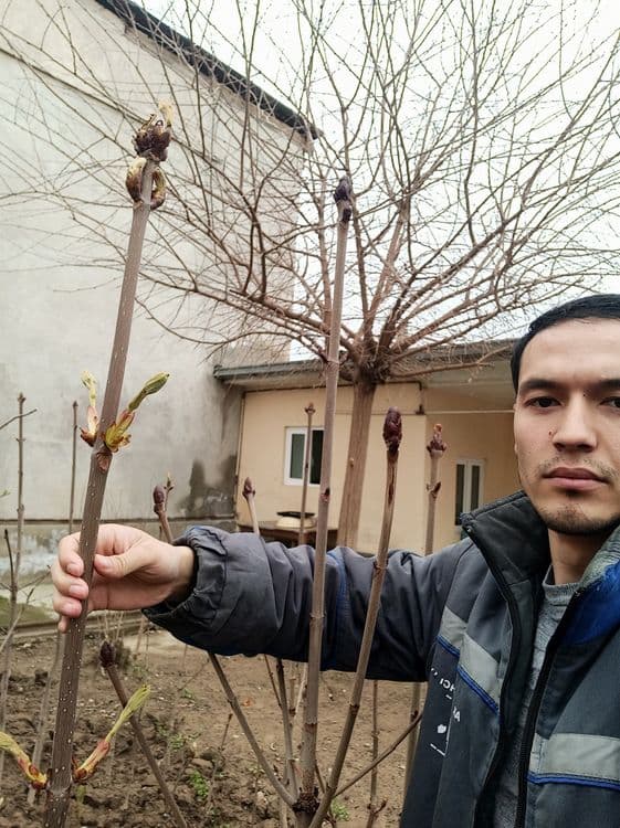 6 yillik kashtan ko'chatlari sotiladi. Yerga ekilgan. — 4