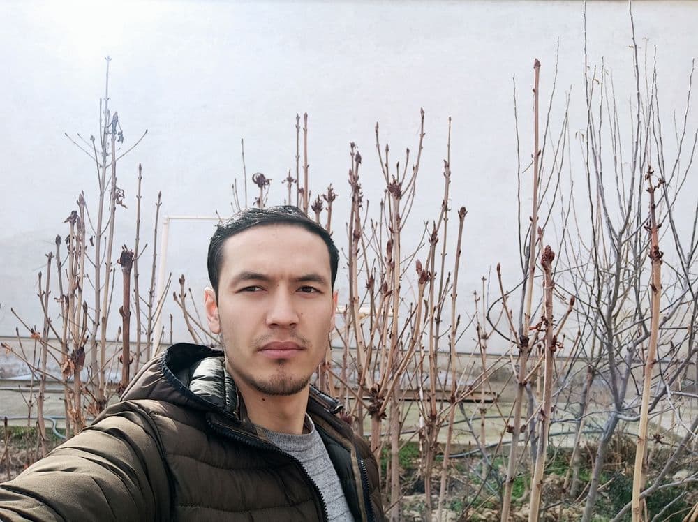 6 yillik kashtan ko'chatlari sotiladi. Yerga ekilgan. — 8