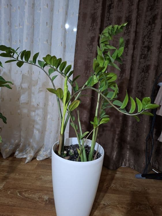 Продаю комнатные цветы. — 2