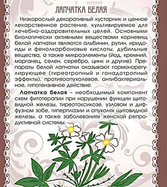Лапчатка белая (корни) и (настойка) — 1