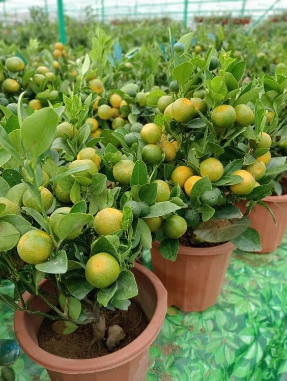 Мандарин ва кумкуват кучатлари сотилади хосиллари билан. — 1