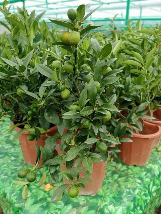 Мандарин ва кумкуват кучатлари сотилади хосиллари билан. — 2