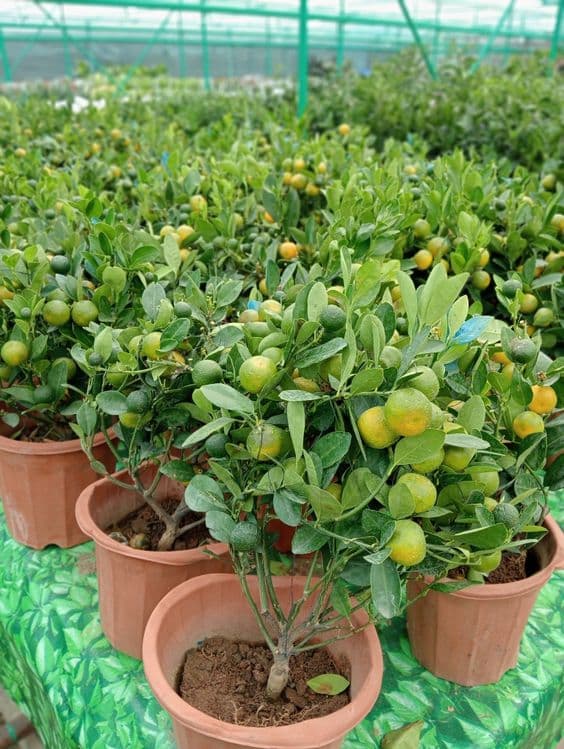 Мандарин ва кумкуват кучатлари сотилади хосиллари билан. — 3