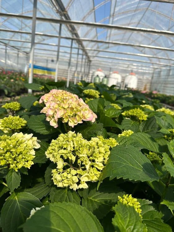 Продаем гортензии в горшках – напрямую с плантации! 

Ищете красивые — 5