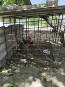 Железная клетка для собак или кур Темир кафас кучик  ёки товугдаогаар