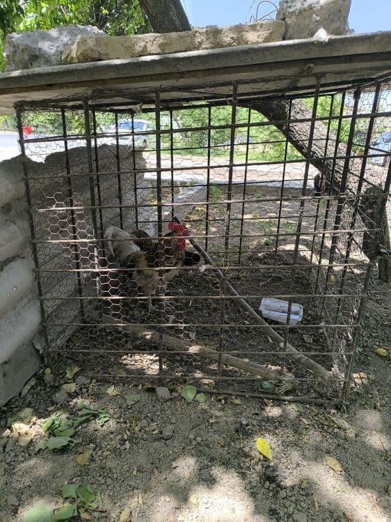 Железная клетка для собак или кур Темир кафас кучик  ёки товугдаогаар — 1