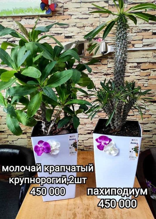 уход за растениями ,удобрение , пересадка, обрезка итд — 2