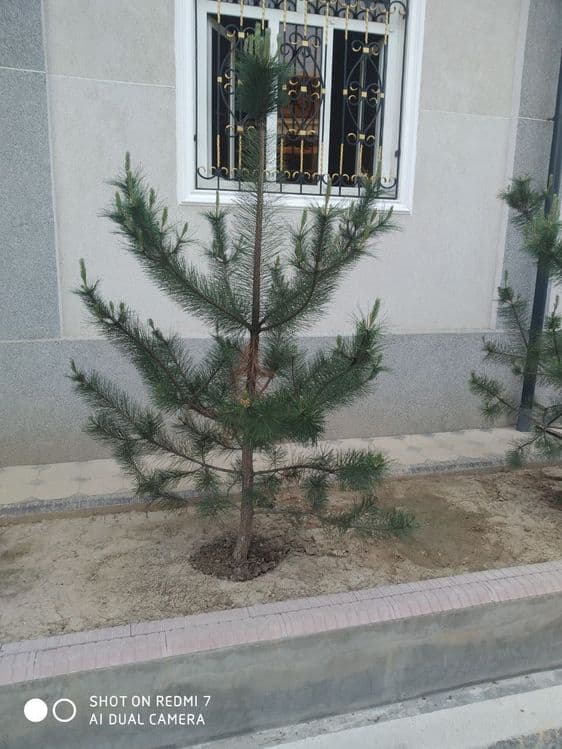 Арча сотилади. Срочно — 3
