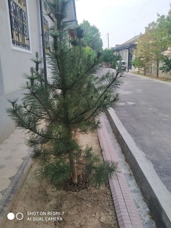 Арча сотилади. Срочно — 4