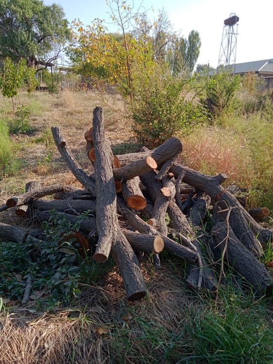 Утин бор сотилади — 15