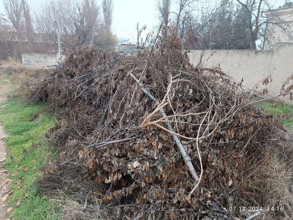 Утин (Дрова, Oʻtin) сотамиз, мевали дарахтларники. — 7