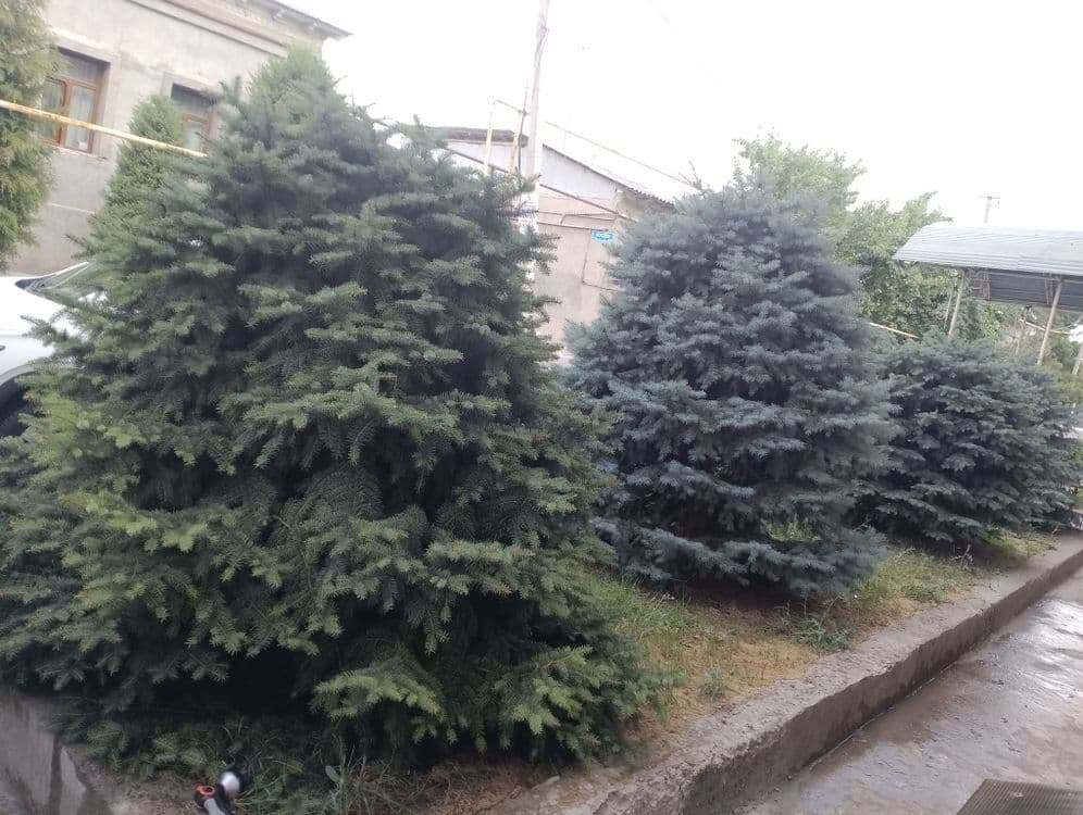 Продается ель пушистые — 1