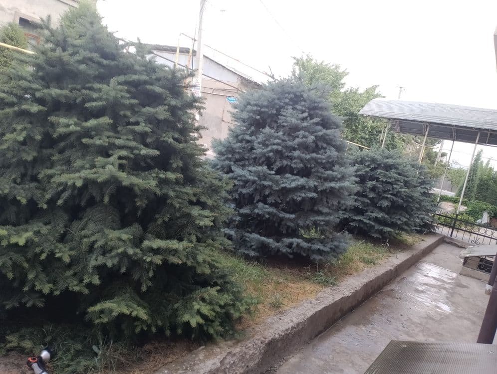 Продается ель пушистые — 2
