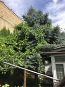 Голубая ель 7-8 метров самовывоз СРОЧНО